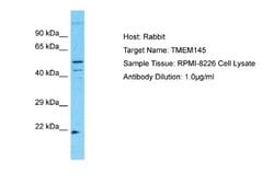TMEM145 Rabbit anti-Human, Polyclonal, Novus Biologicals 0.1 mL | Buy Online | Novus Biologicals | Fisher Scientific
